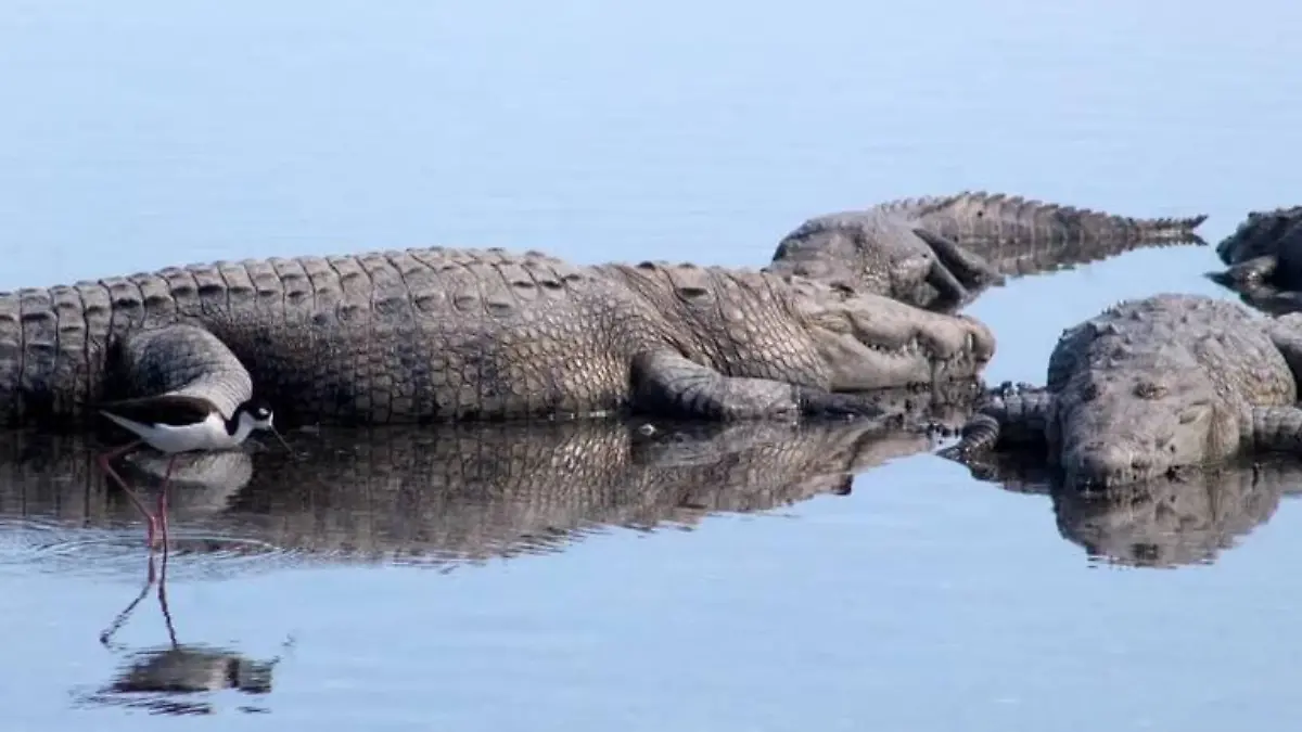 Cocodrilos de Tampico